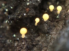 Eustilbum aureum