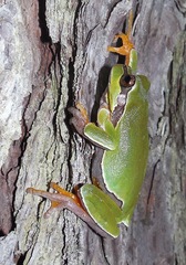 Hyla andersonii