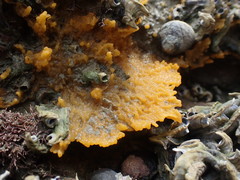 Ciocalypta polymastia