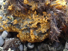 Ciocalypta polymastia