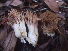 Ramaria violaceibrunnea