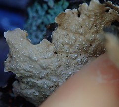 Lobaria anomala