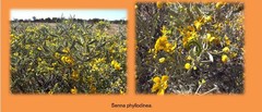 Senna phyllodinea