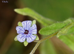 Cynoglossum creticum