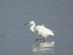 Egretta garzetta