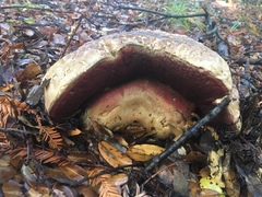 Rubroboletus eastwoodiae