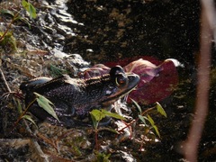 Lithobates virgatipes