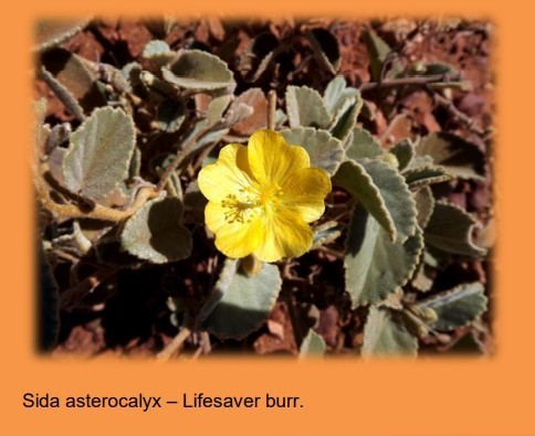 Asterocalyx