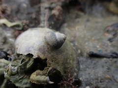 Micrelenchus huttonii