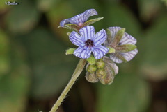 Cynoglossum creticum