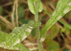 Cynoglossum creticum