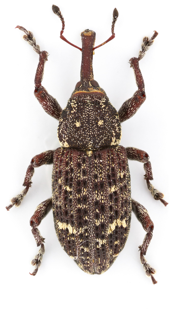 Balsam Bark Weevil