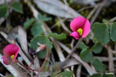 Kennedia carinata