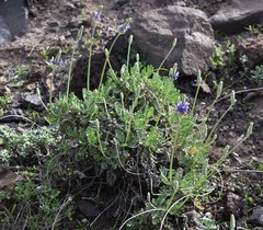 Lavandula pinnata