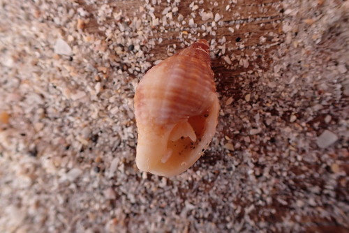 Pisaniidae image