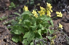 Erucastrum canariense