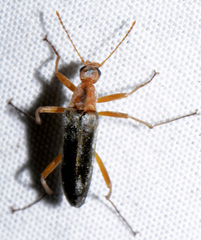 Cephaloon lepturides