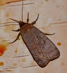 Protolampra rufipectus