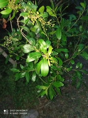 Lithraea brasiliensis