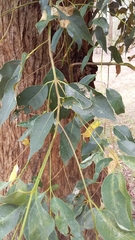 Eucalyptus microcorys