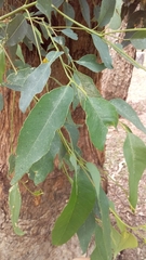 Eucalyptus microcorys