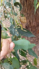 Eucalyptus microcorys