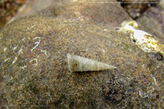 Turritella banksii