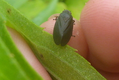 Prosapia ignipectus