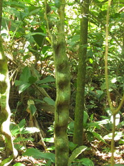 Schnella microstachya