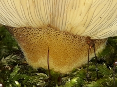 Sarcomyxa serotina