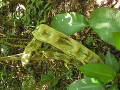 Schnella microstachya