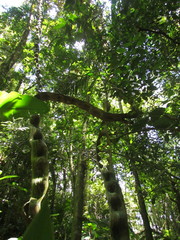 Schnella microstachya