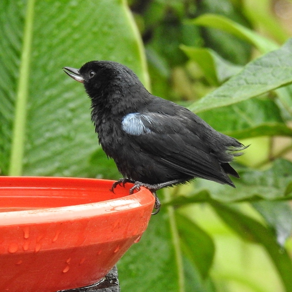Glossy Flowerpiercer illustration