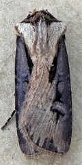 Agrotis volubilis