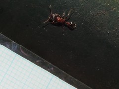 Dilobocondyla fouqueti