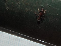 Dilobocondyla fouqueti
