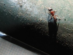Dilobocondyla fouqueti