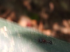 Dilobocondyla fouqueti