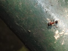 Dilobocondyla fouqueti