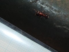 Dilobocondyla fouqueti