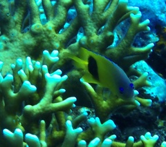 Plectroglyphidodon johnstonianus