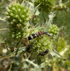 Chlorophorus trifasciatus
