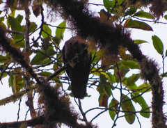 Patagioenas subvinacea