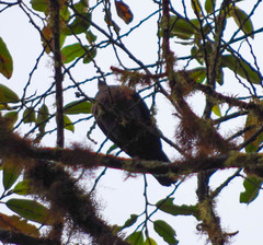 Patagioenas subvinacea