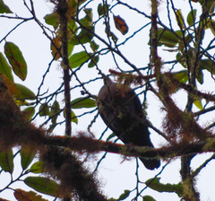 Patagioenas subvinacea