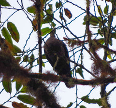 Patagioenas subvinacea