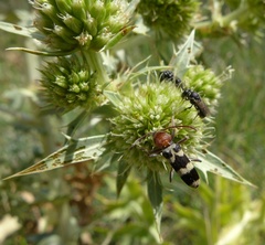 Chlorophorus trifasciatus