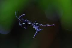 Micrathena pilaton