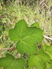 Rubus rugosus