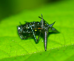 Micrathena pilaton